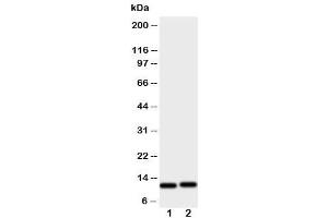 Western blot testing of GRO alpha antibody and Lane 1:  HeLa (CXCL1 Antikörper  (C-Term))
