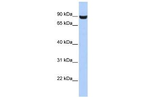 Western Blotting (WB) image for anti-Leucine Rich Repeat and Fibronectin Type III Domain Containing 5 (LRFN5) (Middle Region) antibody (ABIN2785179)
