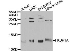 Western blot analysis of extracts of various cell lines, using FKBP1A antibody. (FKBP1A Antikörper)