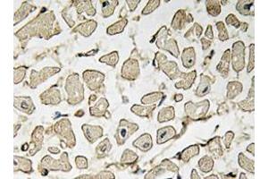 Immunohistochemistry analyzes of AP20378PU-N Ephrin-A1 antibody in paraffin-embedded human heart tissue. (Ephrin A1 Antikörper)