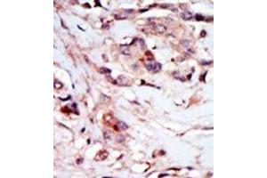Image no. 2 for anti-Natriuretic Peptide Receptor A/guanylate Cyclase A (Atrionatriuretic Peptide Receptor A) (NPR1) (N-Term) antibody (ABIN360587) (NPR1 Antikörper  (N-Term))