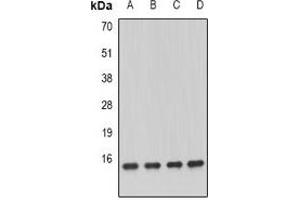 Western blot analysis of GRIM19 expression in MCF7 (A), K562 (B), mouse kidney (C), mouse heart (D) whole cell lysates. (NDUFA13 Antikörper)