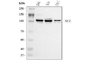 Western blot analysis of NCL using anti-NCL antibody (ABIN7600662).