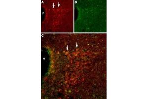 Expression of HCN2 in mouse hypothalamusImmunohistochemical staining of mouse hypothalamus using Anti-HCN2 Antibody (ABIN7043279, ABIN7044940 and ABIN7044941). (Hyperpolarization Activated Cyclic Nucleotide-Gated Potassium Channel 2 (HCN2) Peptid)