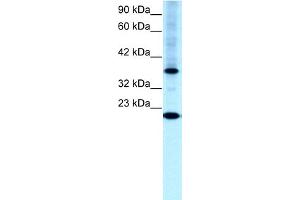 WB Suggested Anti-TFCP2L1 Antibody Titration:  0. (TFCP2L1 Antikörper  (N-Term))