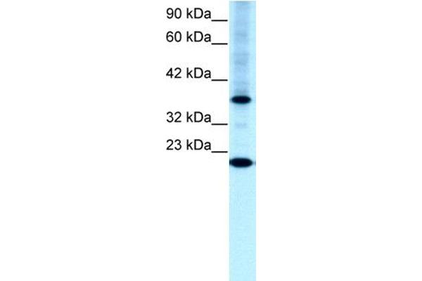 TFCP2L1 anticorps  (N-Term)