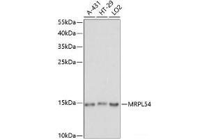 Western blot analysis of extracts of various cell lines using MRPL54 Polyclonal Antibody at dilution of 1:1000. (MRPL54 Antikörper)