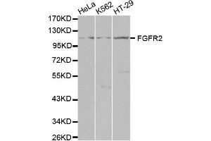 Western blot analysis of extracts of various cell lines, using FGFR2 antibody. (FGFR2 Antikörper  (AA 1-100))