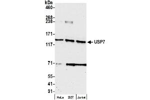 Western Blotting (WB) image for anti-Ubiquitin Specific Peptidase 7 (Herpes Virus-Associated) (USP7) (C-Term) antibody (ABIN7454512) (USP7 Antikörper  (C-Term))