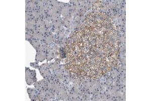 Immunohistochemical staining of human pancreas with PGBD2 polyclonal antibody  shows moderate membranous positivity in islet cells at 1:10-1:20 dilution. (PGBD2 Antikörper)