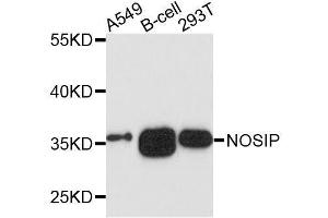 Western blot analysis of extracts of various cell lines, using NOSIP antibody. (NOSIP Antikörper  (AA 1-301))