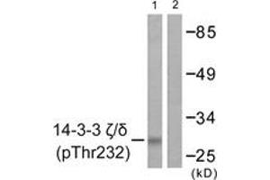 Western blot analysis of extracts from Jurkat cells treated with UV 15', using 14-3-3 zeta/delta (Phospho-Thr232) Antibody. (14-3-3 zeta Antikörper  (pThr232))