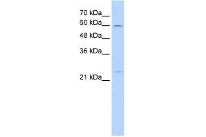 WB Suggested Anti-GINS1 Antibody Titration:  5. (GINS1 Antikörper  (N-Term))