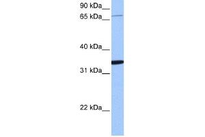 WB Suggested Anti-PCDHA10 Antibody Titration:  0. (PCDHA10 Antikörper  (N-Term))