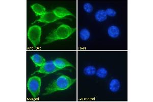 ABIN570836 Immunofluorescence analysis of paraformaldehyde fixed NIH3T3 cells, permeabilized with 0. (OXT Antikörper  (C-Term))