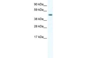 Western Blotting (WB) image for anti-Elongator Acetyltransferase Complex Subunit 4 (ELP4) antibody (ABIN2461505) (ELP4 Antikörper)
