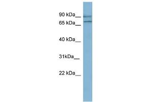 WB Suggested Anti-OXR1 Antibody Titration: 0. (OXR1 Antikörper  (N-Term))