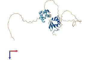 EHF Protein (AA 1-300) (His tag)