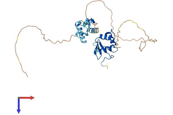 EHF Protein (AA 1-300) (His tag)