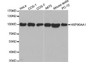 Western blot analysis of extracts of various cell lines, using HSP90AA1 antibody. (HSP90AA1 Antikörper)