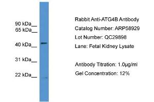 WB Suggested Anti-ATG4B  Antibody Titration: 0. (ATG4B Antikörper  (N-Term))