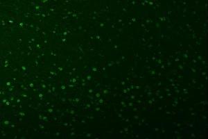 IF analysis of SNRPA1 using anti-SNRPA1 antibody (ABIN7599131). (SNRPA1 Antikörper  (AA 1-233))