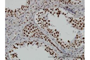 Image no. 4 for anti-TATA Box Binding Protein Associated Factor 11 (TAF11) (AA 158-211) antibody (ABIN598955) (TAF11 Antikörper  (AA 158-211))