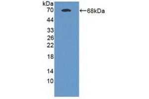 Detection of Recombinant MAN1A1, Human using Polyclonal Antibody to Mannosidase Alpha Class 1A Member 1 (MAN1A1) (MAN1A1 Antikörper  (AA 322-653))