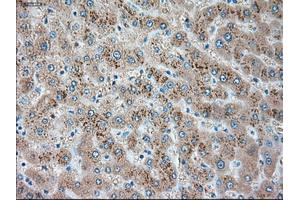 Immunohistochemical staining of paraffin-embedded pancreas tissue using anti-SERPINA1mouse monoclonal antibody. (SERPINA1 Antikörper)