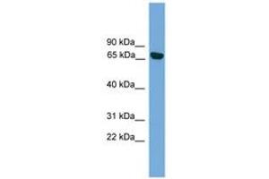 Image no. 1 for anti-Protein Kinase C, iota (PRKCI) (AA 215-264) antibody (ABIN6745618)