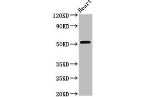 Western Blot Positive WB detected in: Rat heart tissue All lanes: RGS6 antibody at 8 μg/mL Secondary Goat polyclonal to rabbit IgG at 1/50000 dilution Predicted band size: 55, 57, 54, 50, 51, 53, 52, 41, 56 kDa Observed band size: 55 kDa (RGS6 Antikörper  (AA 177-262))