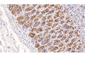 Detection of ADPN in Rat Stomach Tissue using Monoclonal Antibody to Adiponectin (ADPN) (ADIPOQ Antikörper  (AA 111-244))