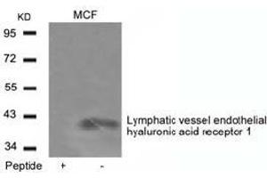 Western blot analysis of extracts from MCF cells using Lymphatic vessel endothelial hyaluronic acid receptor 1and the same antibody preincubated with blocking peptide. (LYVE1 Antikörper  (AA 271-275))