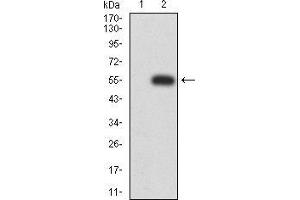 Western blot analysis using MIB1 mAb against HEK293 (1) and MIB1 (AA: 6-221)-hIgGFc transfected HEK293 (2) cell lysate. (MIB1 Antikörper  (AA 6-221))
