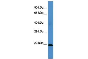 Host: Rabbit Target Name: MSRA Sample Type: HT1080 Whole Cell lysates Antibody Dilution: 1. (MSRA Antikörper  (Middle Region))