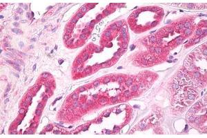 Anti-EIF3G antibody IHC staining of human kidney. (EIF3G Antikörper  (AA 200-250))