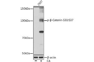 Western blot analysis of extracts of 293T cells, using Phospho-β-Catenin-S33/S37 Rabbit mAb (ABIN7266140) at 1:1000 dilution. (CTNNB1 Antikörper  (pSer33, pSer37))