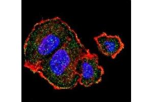 Immunofluorescence (IF) image for anti-Tuberous Sclerosis 2 (TSC2) (pSer939) antibody (ABIN3029774)