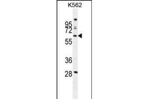WDR49 Antibody (C-term) (ABIN654826 and ABIN2844501) western blot analysis in K562 cell line lysates (35 μg/lane). (WDR49 Antikörper  (C-Term))