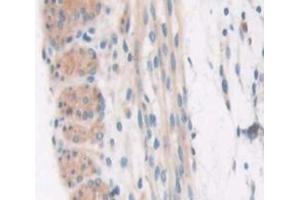 IHC-P analysis of Kidney tissue, with DAB staining. (COL6a3 Antikörper  (AA 2009-2205))