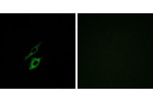 Peptide - +Immunofluorescence analysis of A549 cells, using FPR1 antibody.