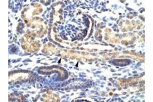 SNAI1 antibody was used for immunohistochemistry at a concentration of 4-8 ug/ml to stain Epithelial cells of renal tubule (arrows) in Human Kidney. (SNAIL Antikörper  (N-Term))