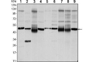 Western blot analysis using FOXD3 mouse mAb against NTERA-1 (1),HUVE-12 (2), HEK293 (3), Hela (4), Jurkat (5), NIH/3T3 (6), K562 (7), RAW264. (FOXD3 Antikörper)