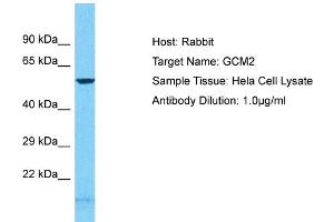 Host: Rabbit Target Name: GCM2 Sample Tissue: Human Hela Whole Cell Antibody Dilution: 1ug/ml (GCM2 Antikörper  (N-Term))