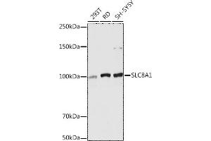 Western blot analysis of extracts of various cell lines, using SLC8 antibody (ABIN6132664, ABIN6148050, ABIN6148052 and ABIN6221228) at 1:5000 dilution.