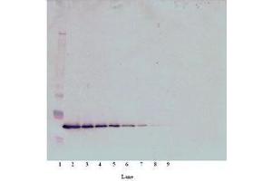 Image no. 1 for anti-Thrombopoietin (THPO) antibody (ABIN465841) (Thrombopoietin Antikörper)