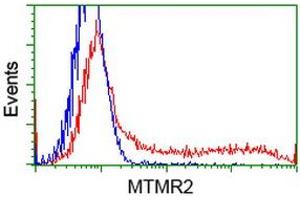 Image no. 2 for anti-Myotubularin Related Protein 2 (MTMR2) antibody (ABIN1499591) (MTMR2 Antikörper)