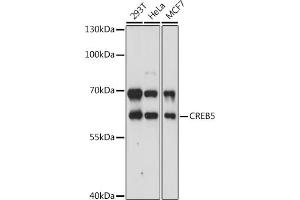 Western blot analysis of extracts of various cell lines, using CREB5 antibody (ABIN7266056) at 1:3000 dilution. (CREB5 Antikörper  (AA 210-330))