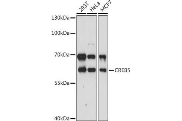 CREB5 antibody  (AA 210-330)