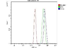 Flow Cytometry analysis of SiHa cells using anti-ATF6 antibody (ABIN7602466). (ATF6 Antikörper  (AA 79-670))